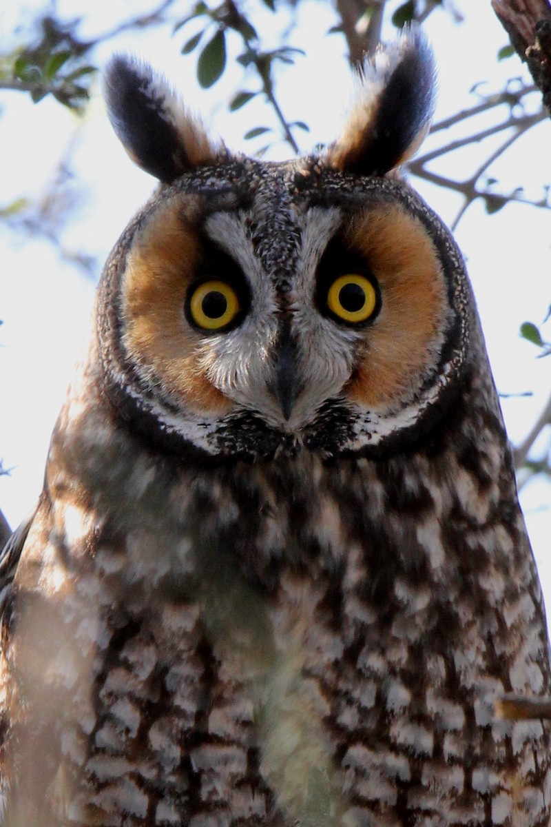 Long-eared Owl - Tony Battiste