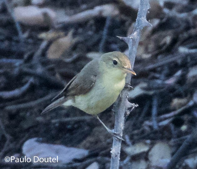 Melodious Warbler - ML241190521