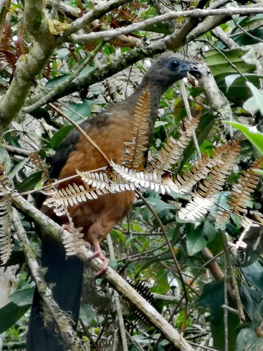Sickle-winged Guan - ML241192431