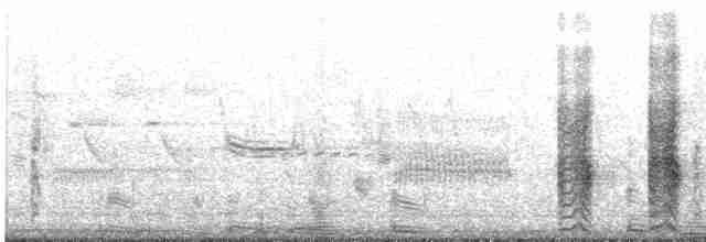 Common Gallinule - ML241195071