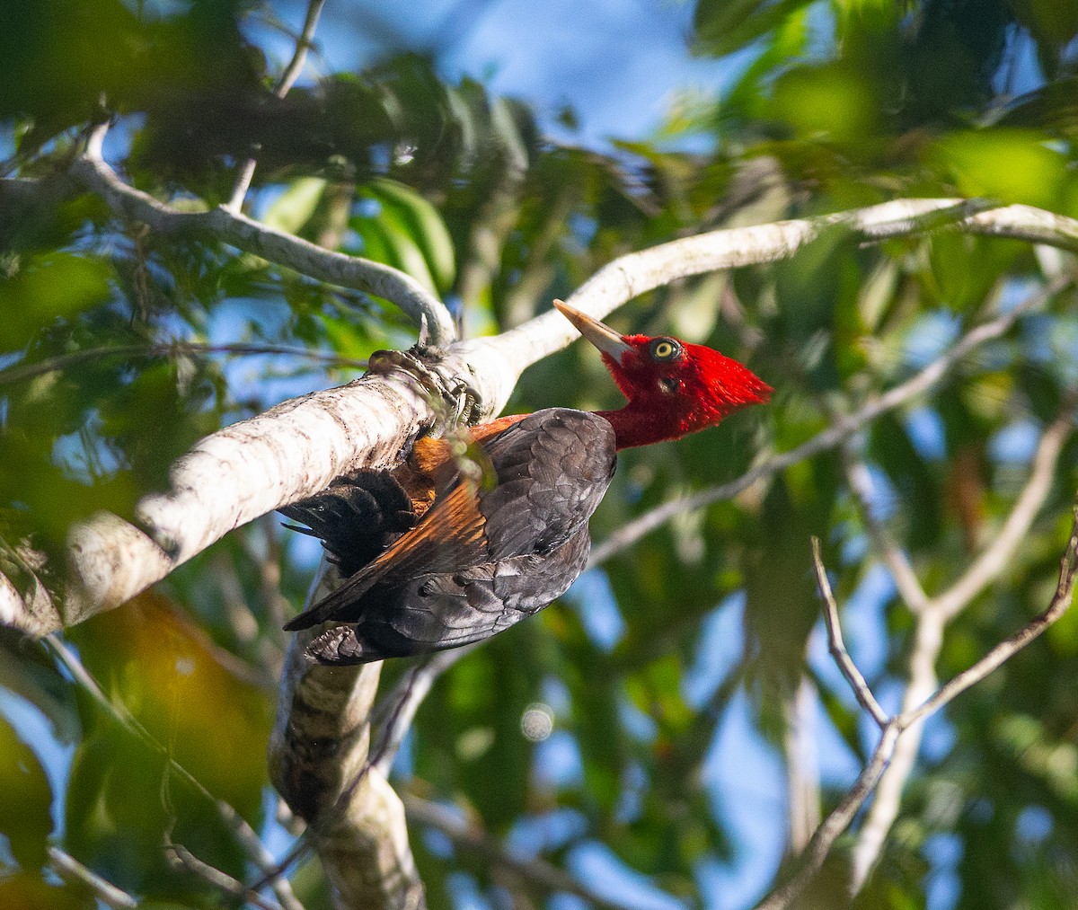 Red-necked Woodpecker - ML241196351
