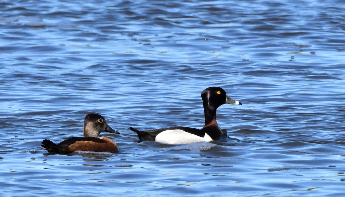 Ring-necked Duck - Sylvain Dallaire