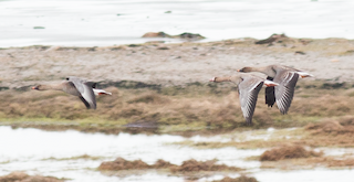 Greater White-fronted Goose, ML241198621