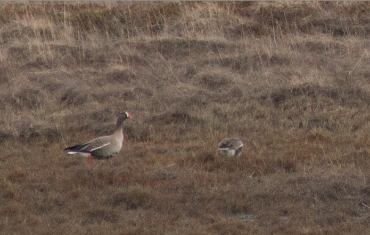 Lesser White-fronted Goose - ML241198691