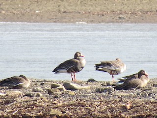 Greater White-fronted Goose, ML24120311