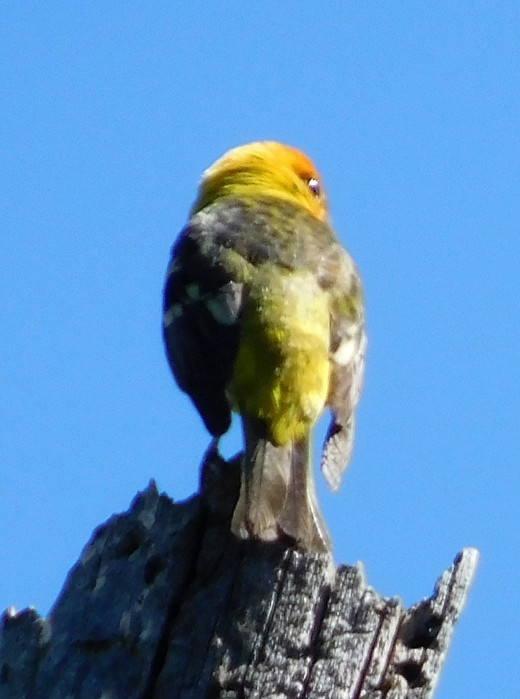 Western Tanager - ML241204401