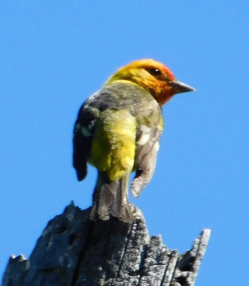 Western Tanager - Wally Tomlinson