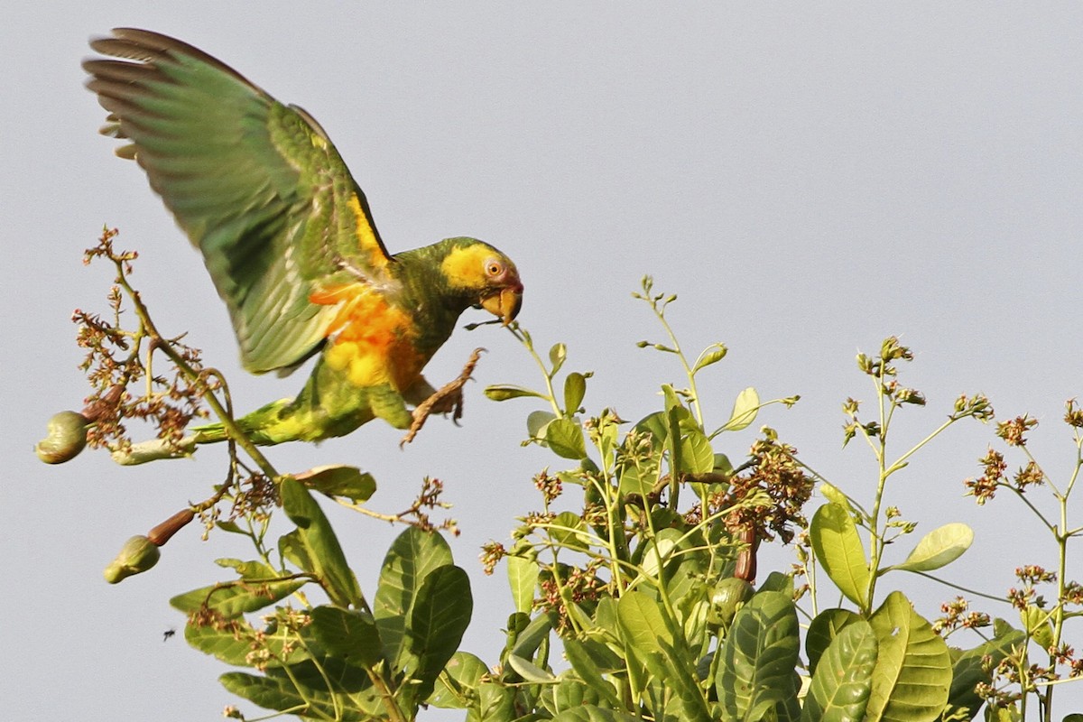 Yellow-faced Parrot - ML241204811