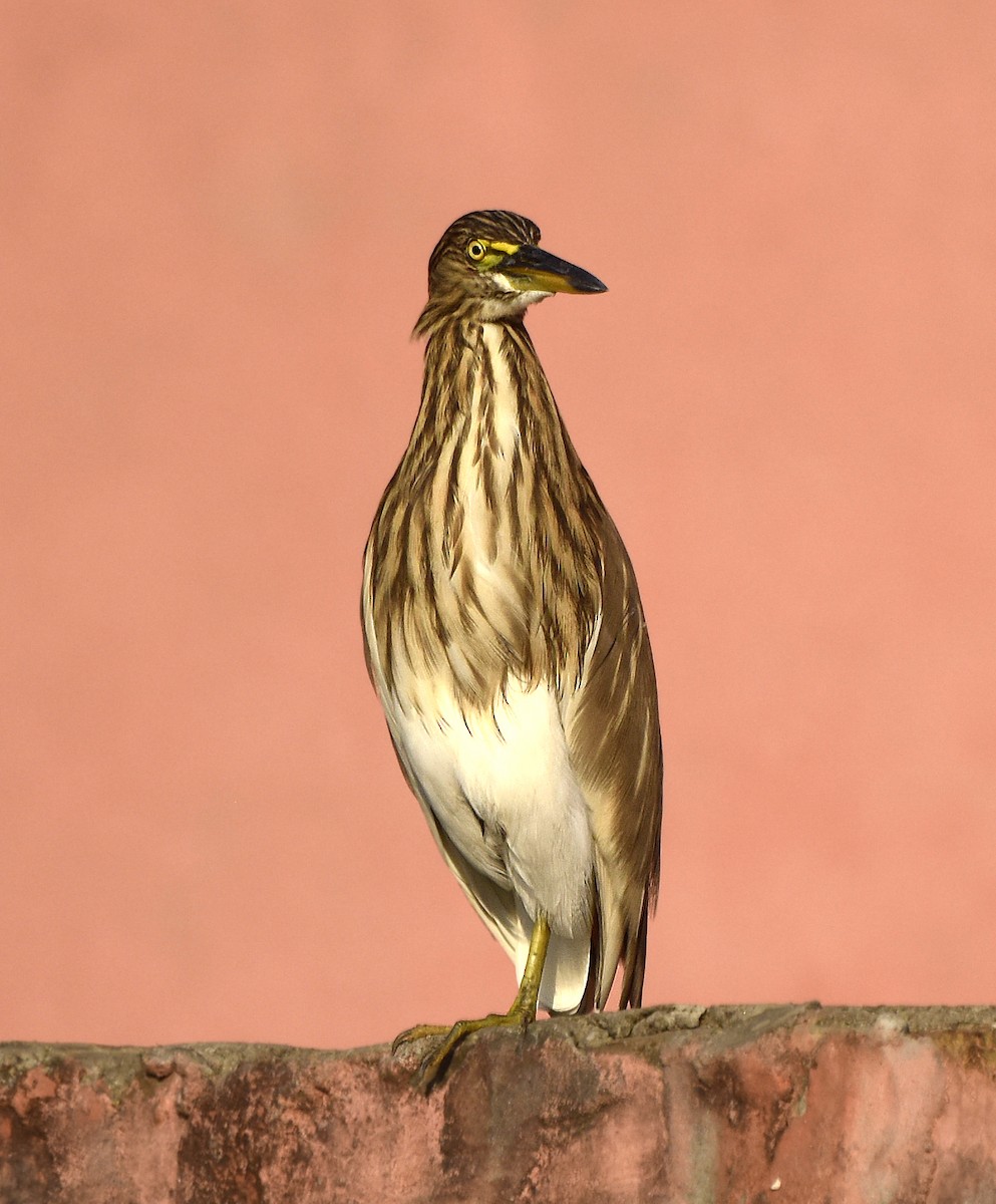Indian Pond-Heron - Savithri Singh