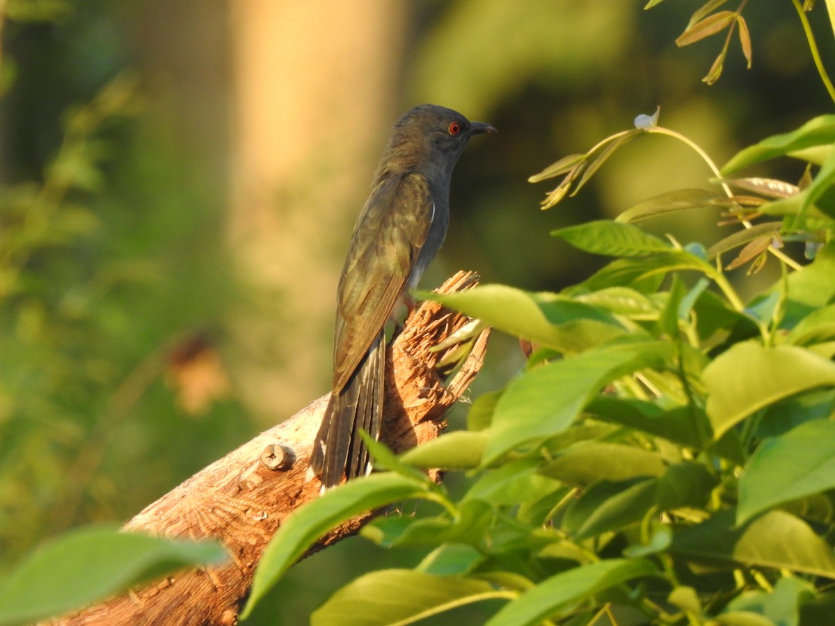 Gray-bellied Cuckoo - Ghanshyam Prasad Bhanware