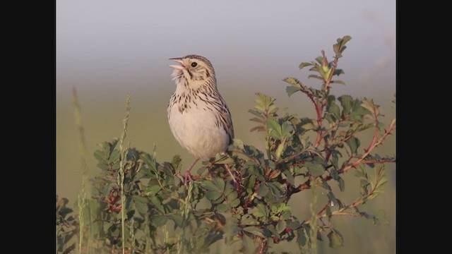 Baird's Sparrow - ML241210421