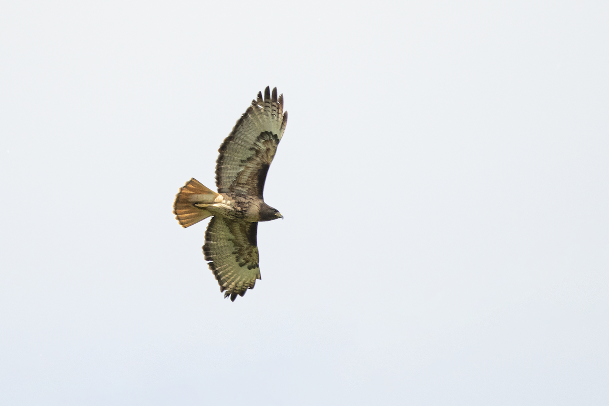 Red-tailed Hawk - ML241210551