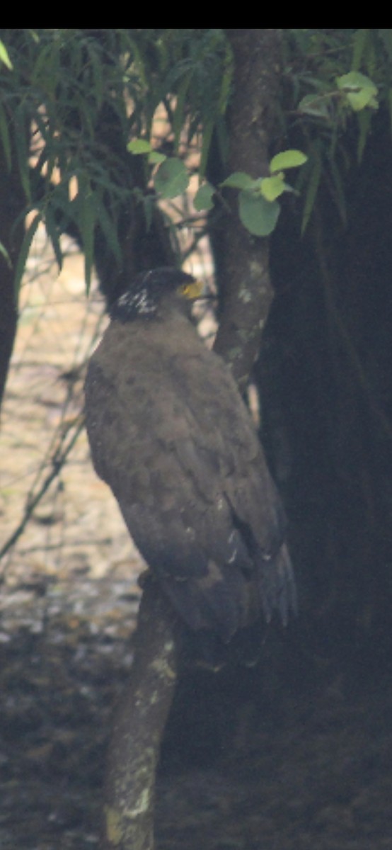 Crested Serpent-Eagle - ML241211241