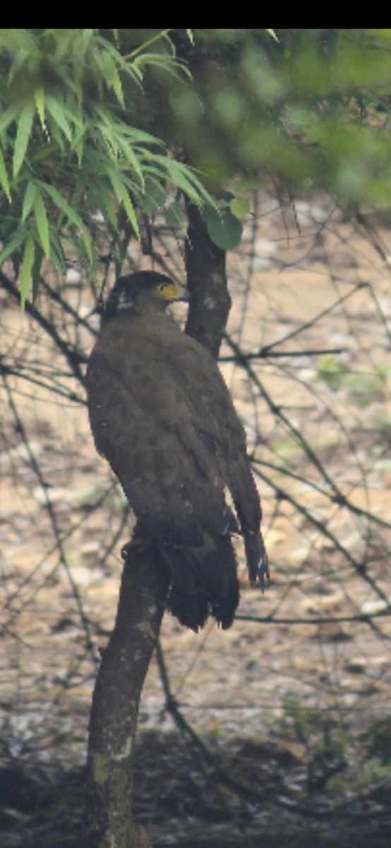 Crested Serpent-Eagle - Adhithyan NK