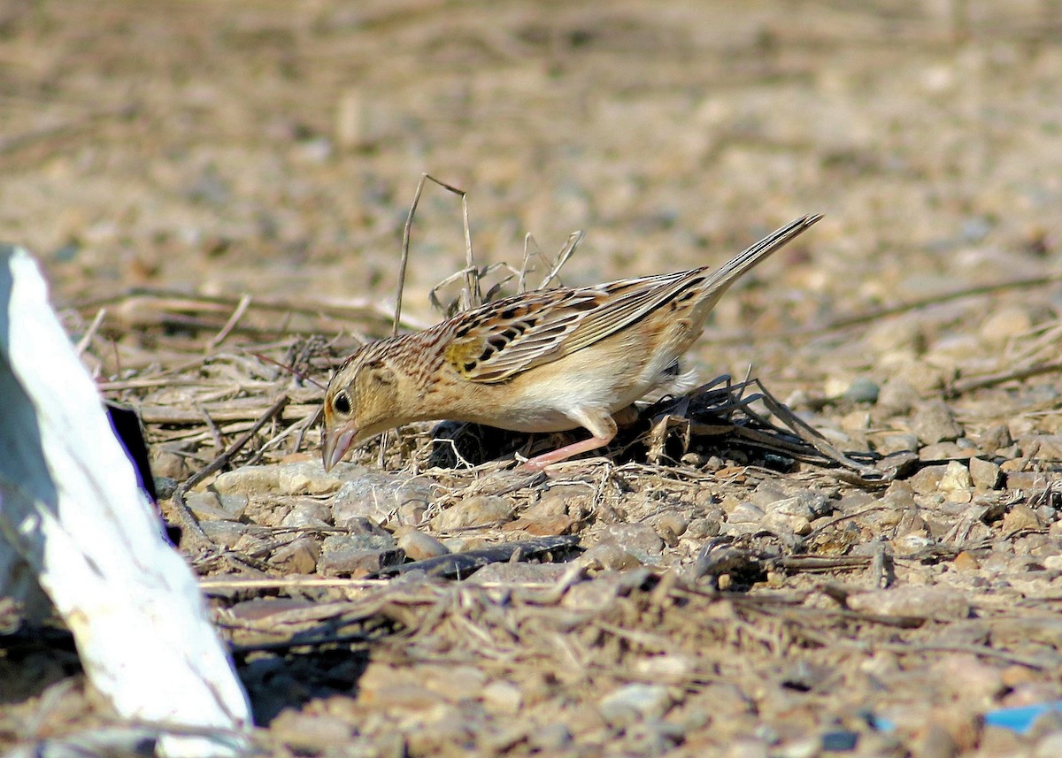 Grasshopper Sparrow - ML241211671