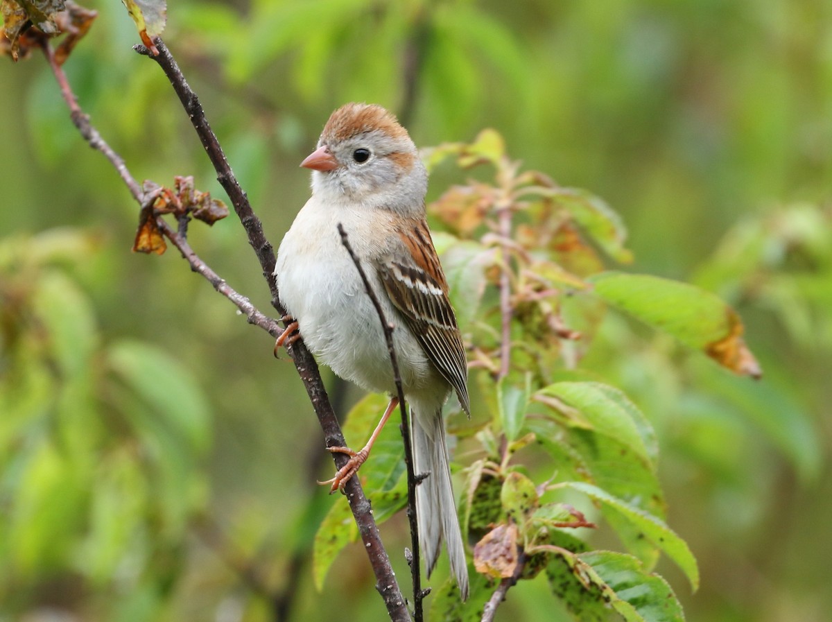 Field Sparrow - ML241218791