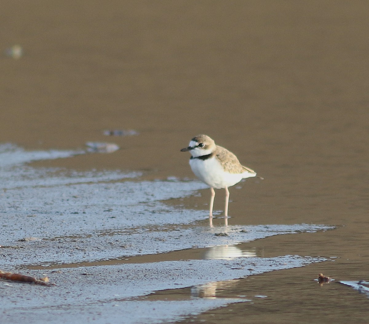 Collared Plover - ML241222081
