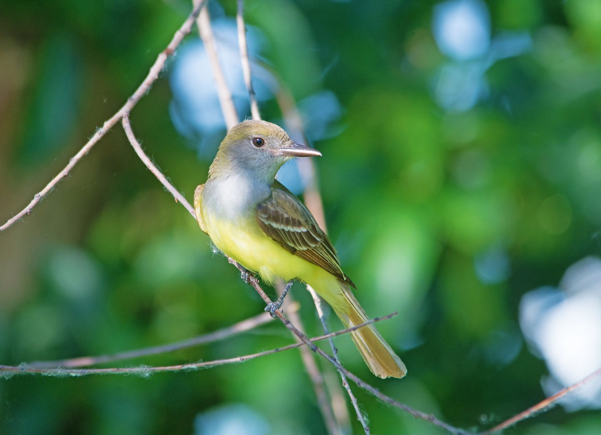 Great Crested Flycatcher - ML241223131