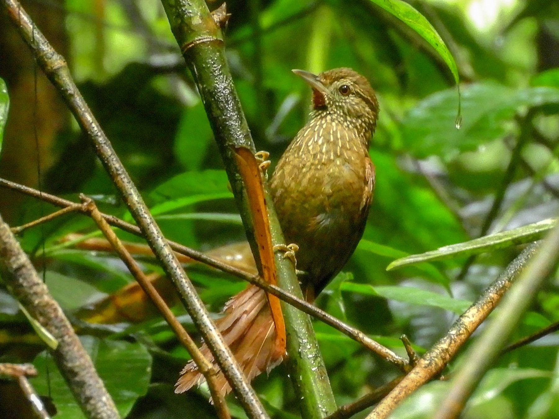 Orinoco Softtail - Jorge Muñoz García   CAQUETA BIRDING