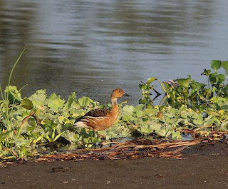 Fulvous Whistling-Duck, ML241231871