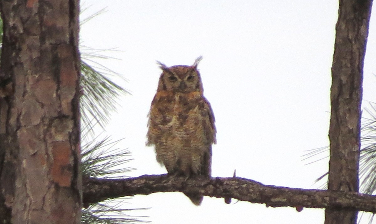 Great Horned Owl - ML241234021