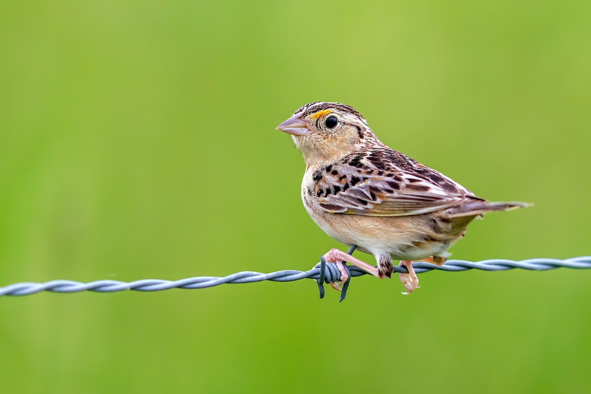 Grasshopper Sparrow - ML241236971