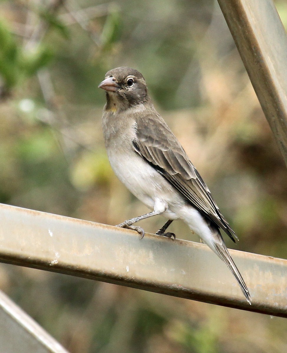 Yellow-spotted Bush Sparrow - ML241237221
