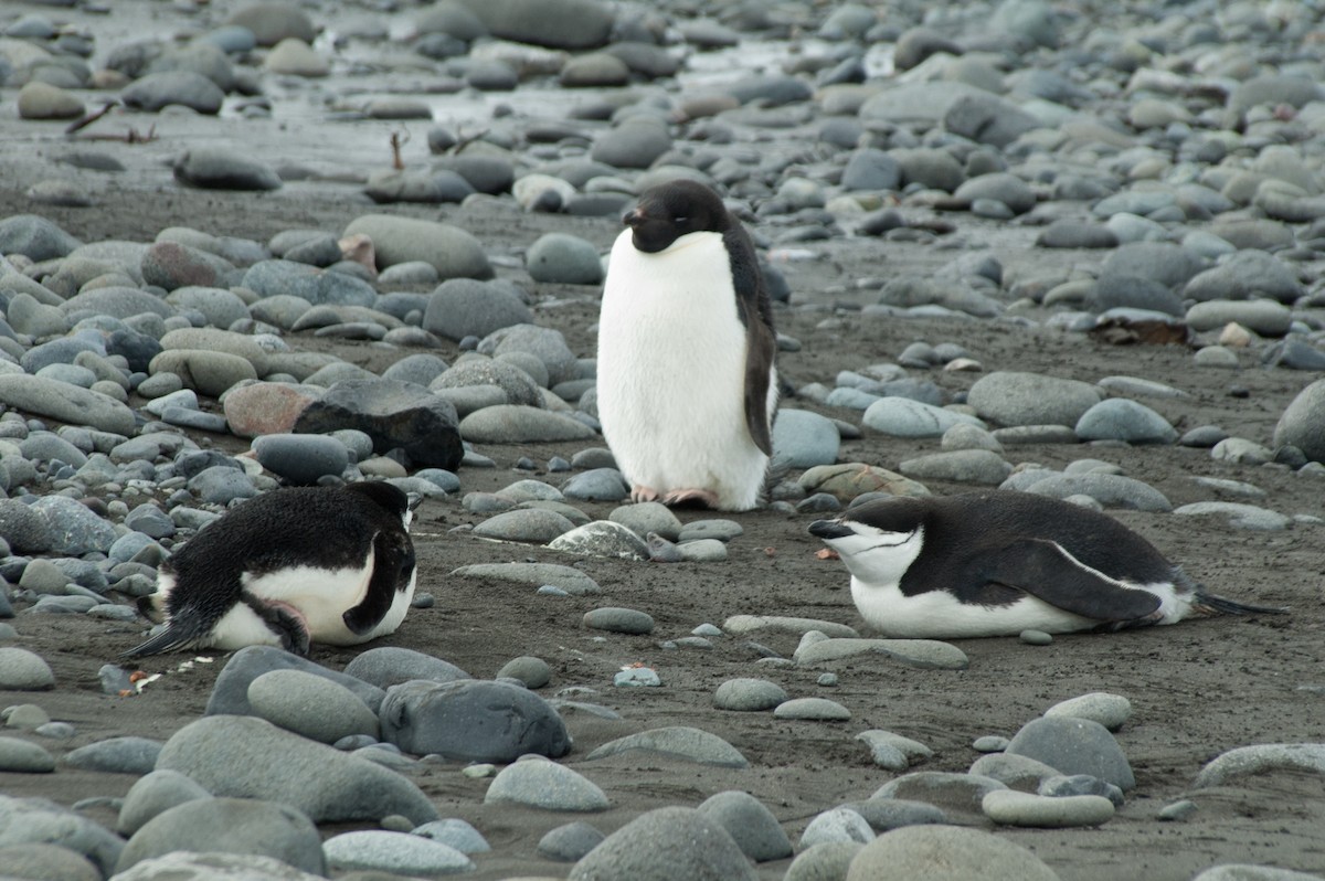 Антарктический пингвин - ML241237481