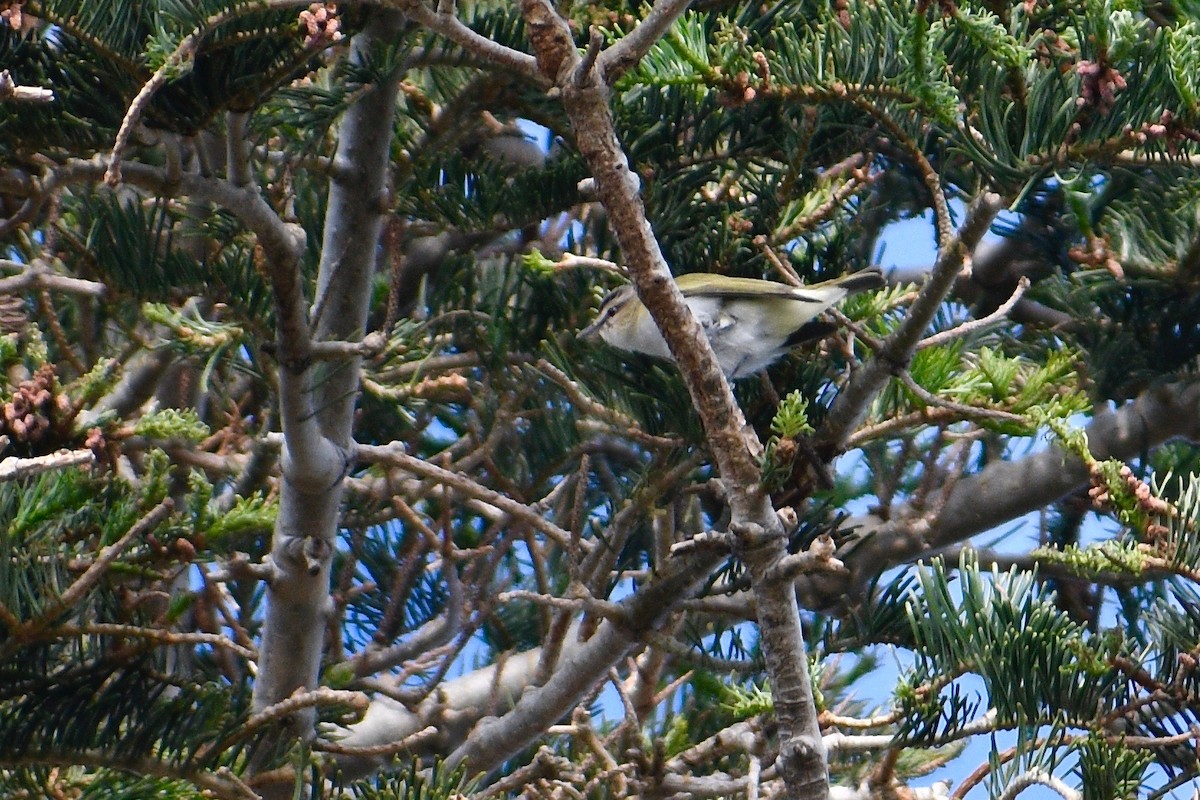 Red-eyed Vireo - Will Brooks