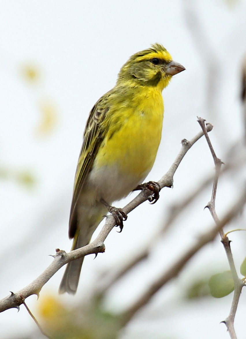 White-bellied Canary - Cathy Sheeter
