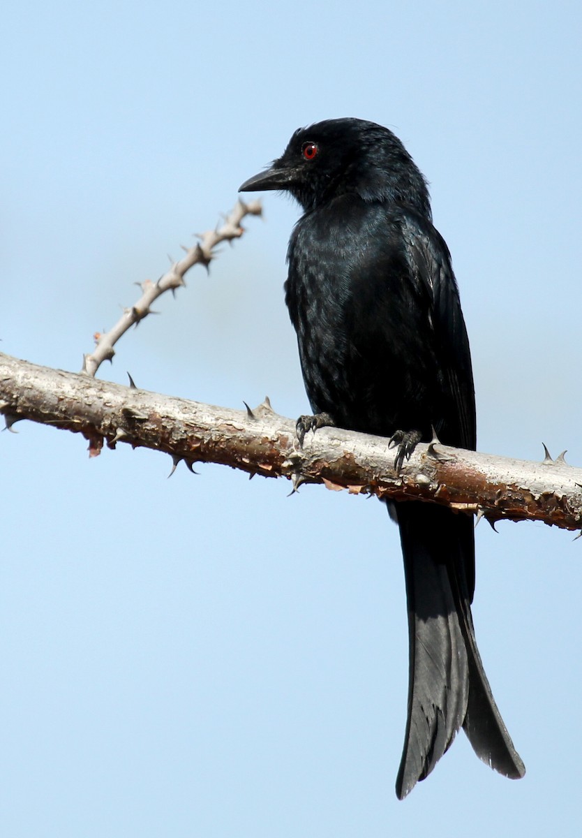 Fork-tailed Drongo - ML241240691