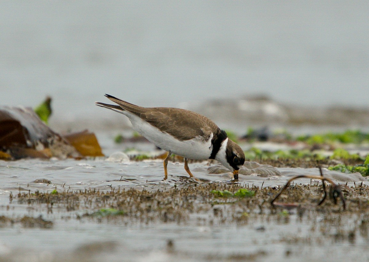 Semipalmated Plover - ML241241331
