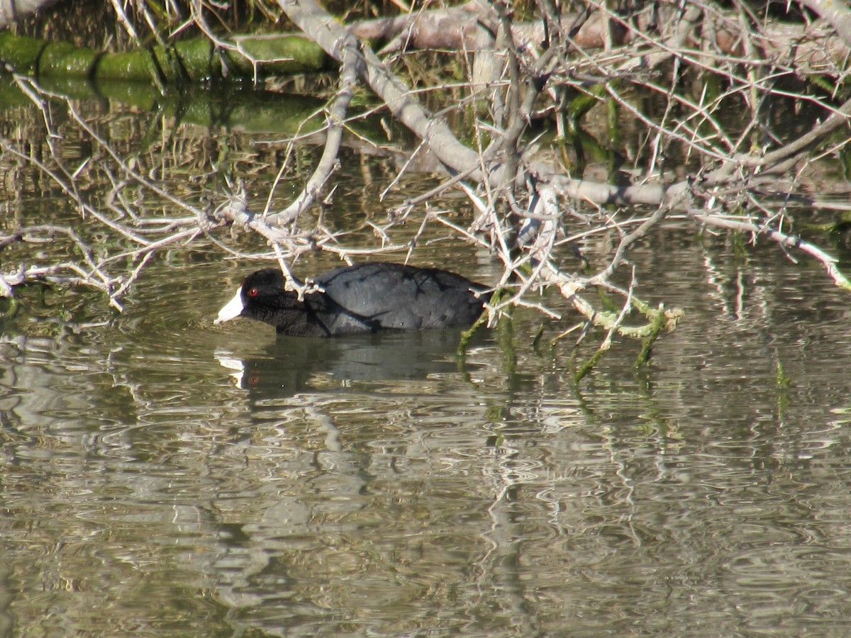 American Coot (Red-shielded) - Chris Knight