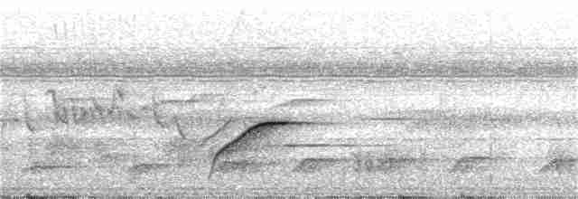 hvithalesanger (lopezi) - ML24125321