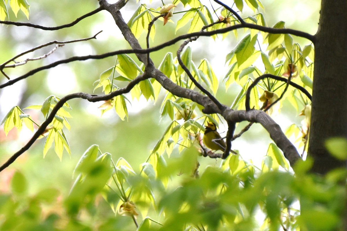 Hooded Warbler - irina shulgina