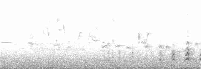 Common Gallinule - ML241256691