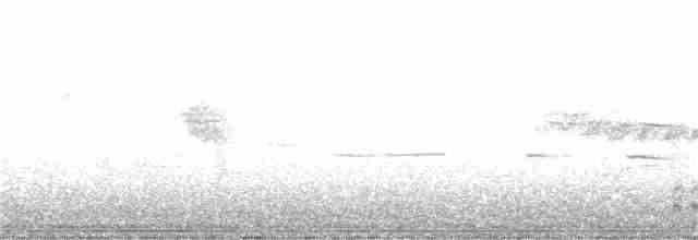 Gallinule d'Amérique - ML241256701
