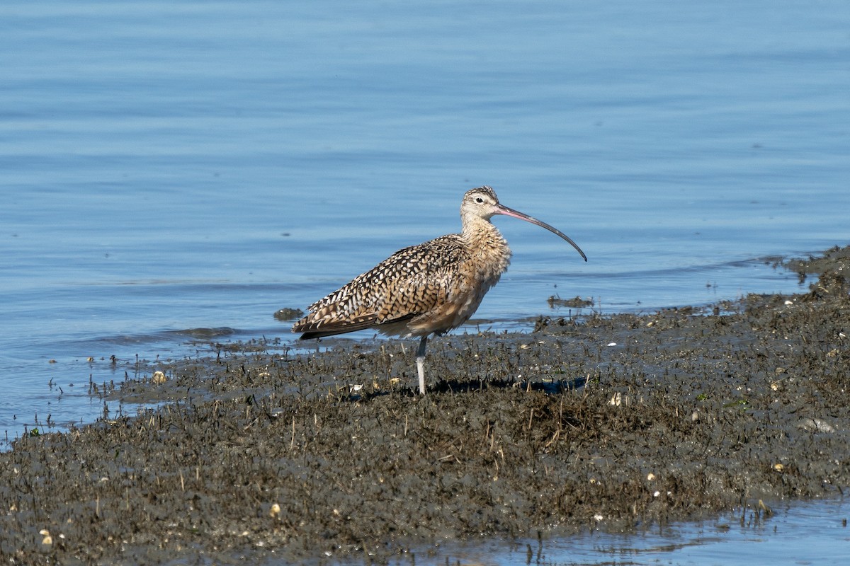 Long-billed Curlew - ML241257511