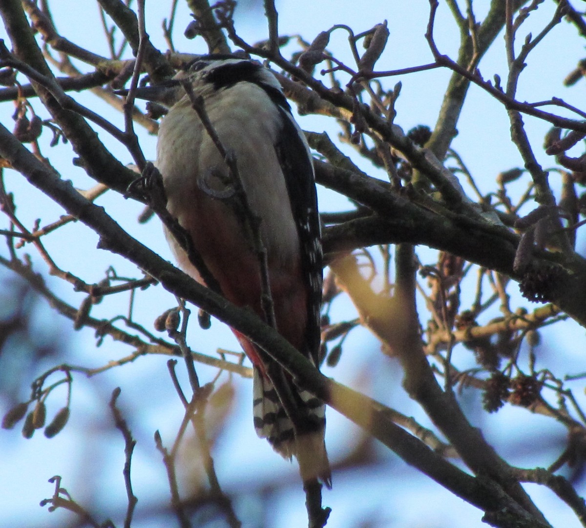 Great Spotted Woodpecker - ML24125851
