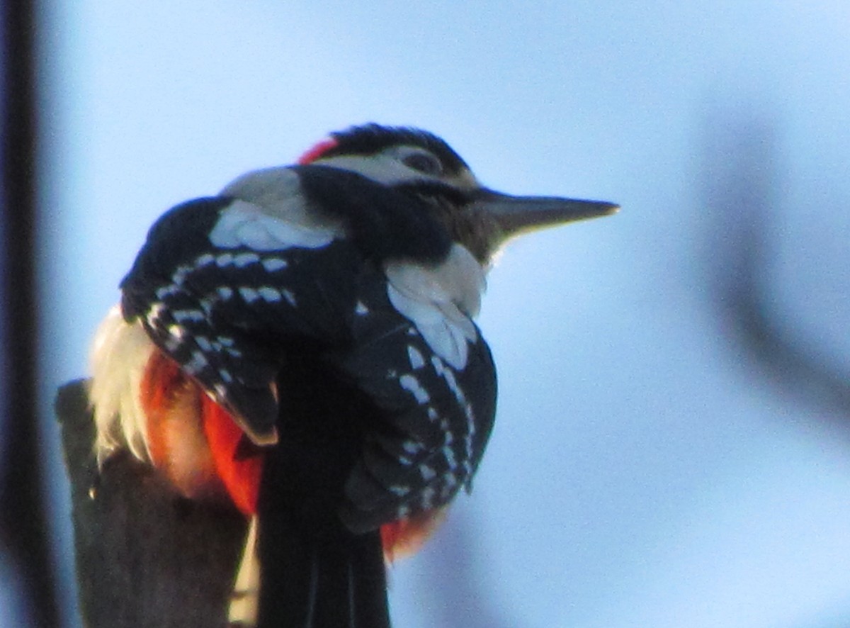Great Spotted Woodpecker - ML24125861