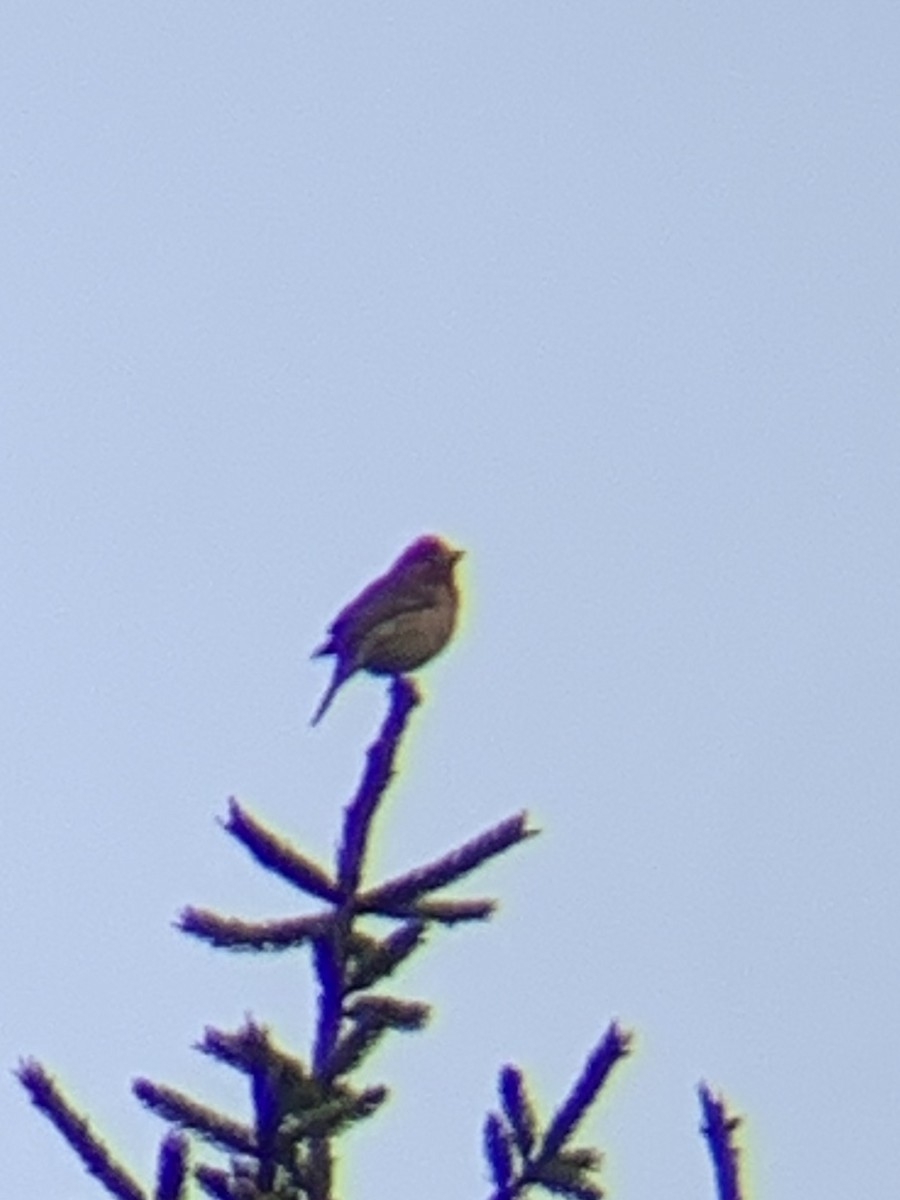 Purple Finch (Eastern) - ML241259761
