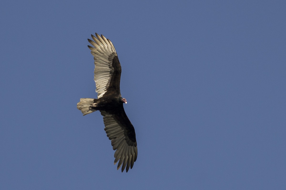 Turkey Vulture - ML241262701