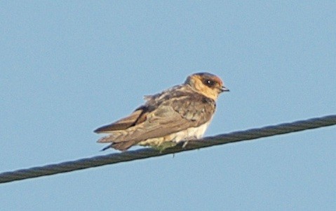 Cave Swallow - ML241262721