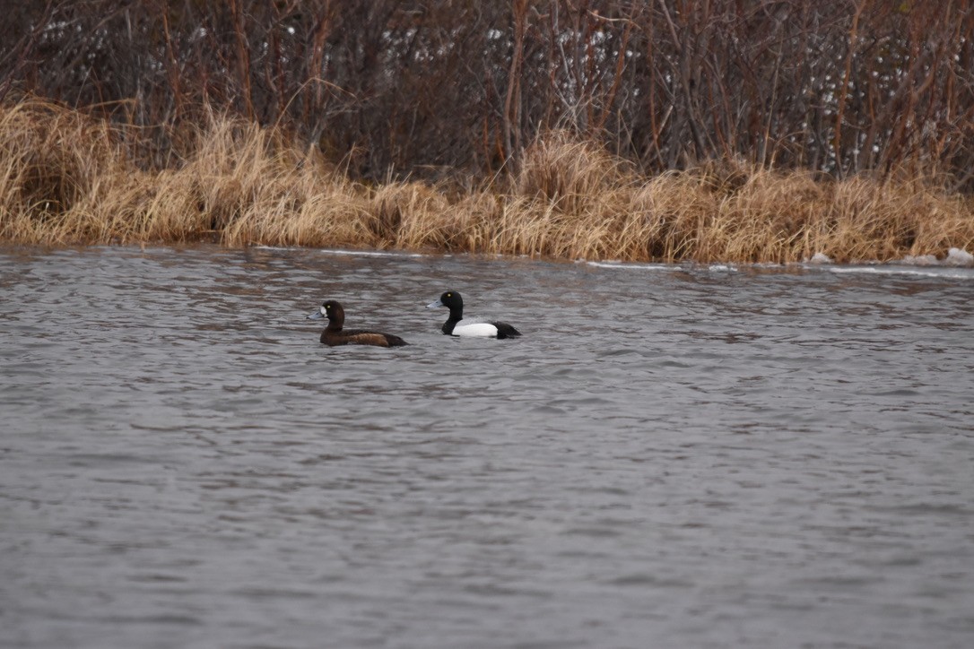 Greater Scaup - ML241263611