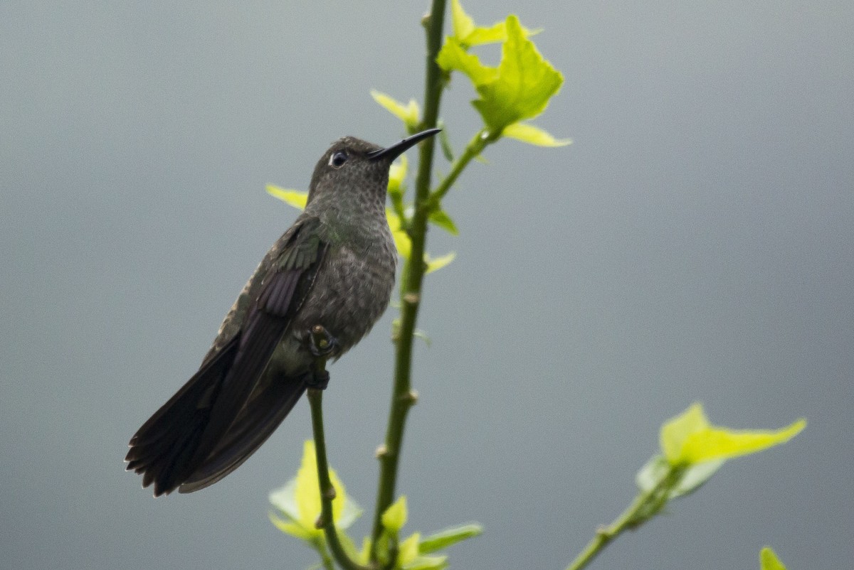 Sombre Hummingbird - ML241263771