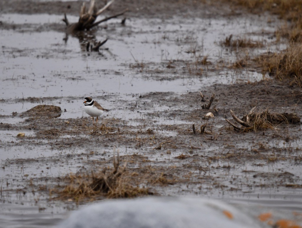 Semipalmated Plover - ML241264361