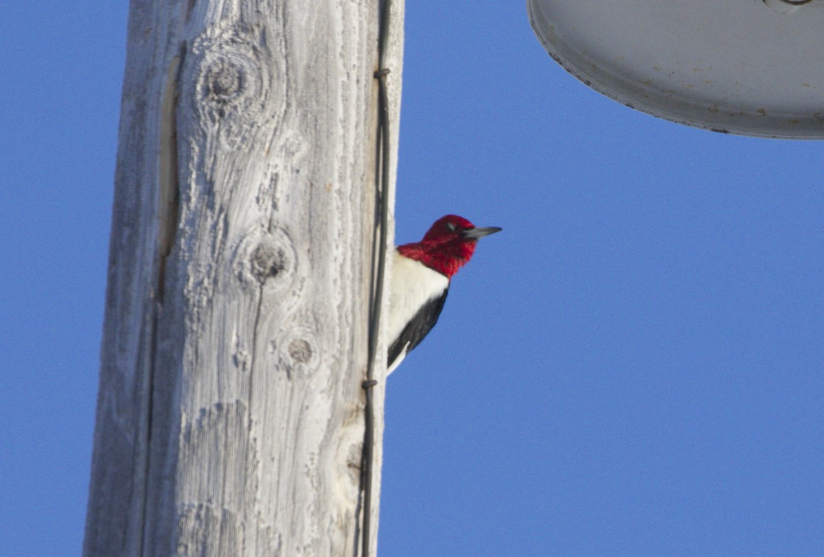 Red-headed Woodpecker - ML24127651
