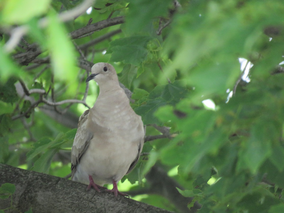 African Collared-Dove (Domestic type or Ringed Turtle-Dove) - Tom Boyle