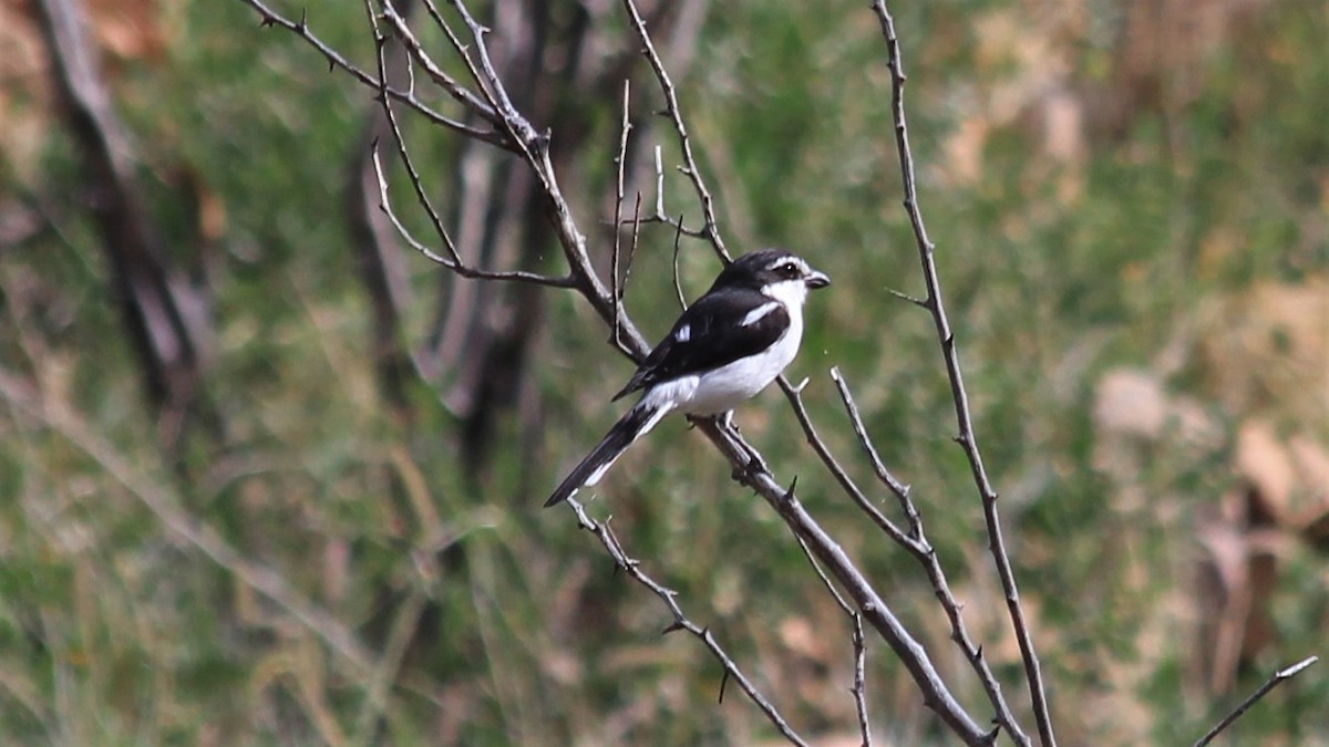 Southern Fiscal - ML241280231