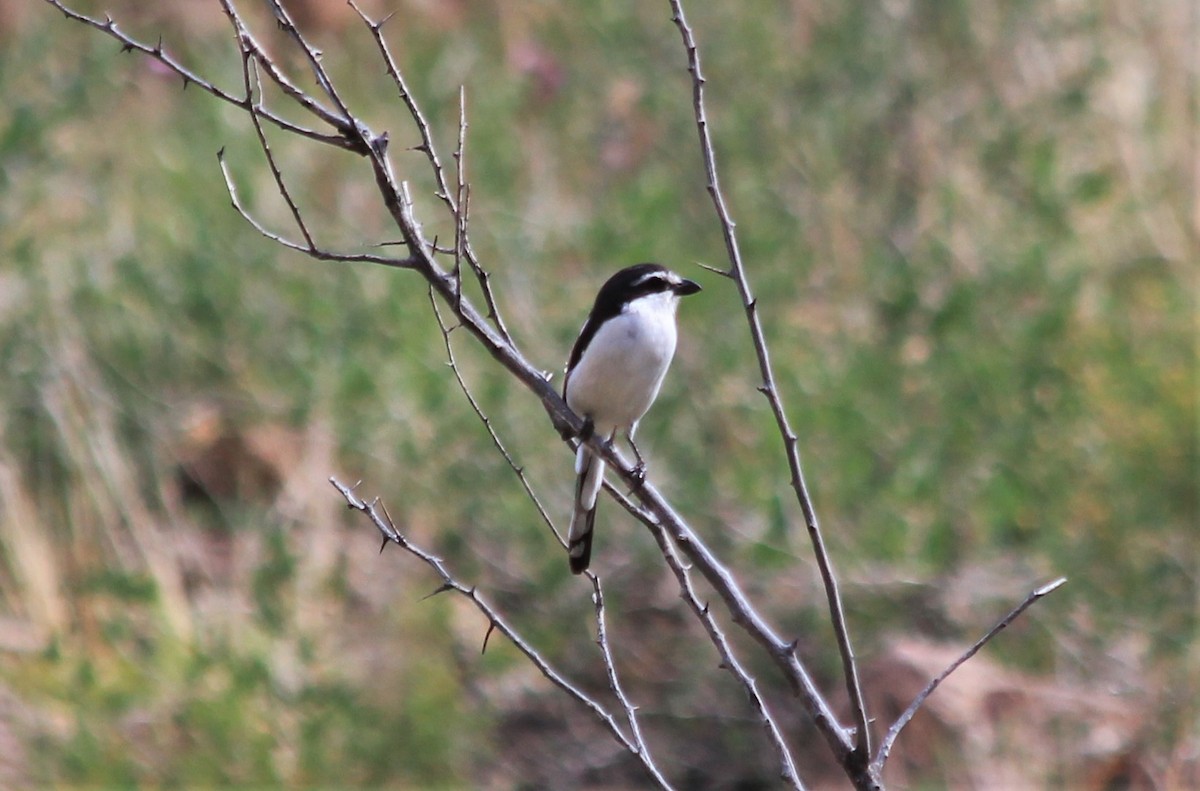 Southern Fiscal - ML241280241